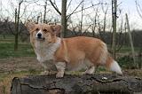 CORGI PEMBROKE 1429